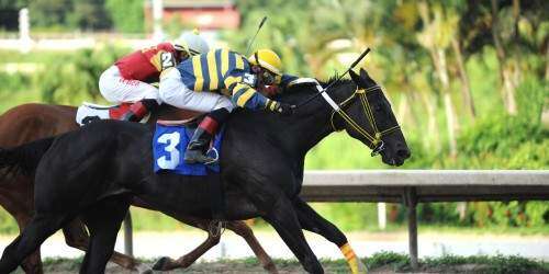 Hipismo: Cae vencida Zalamera en clásico