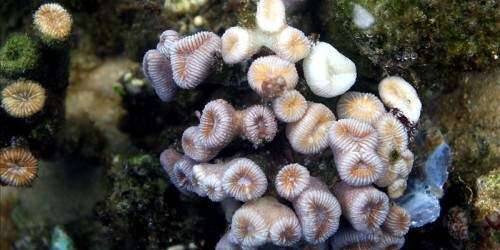 Marina de EEUU deja 4 bombas en la Gran Barrera Coral