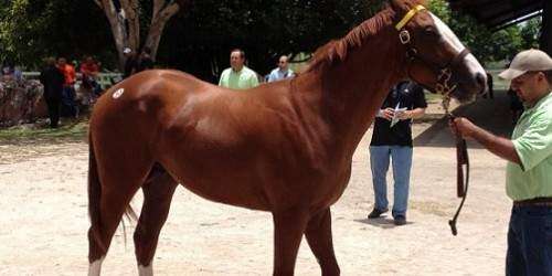 Hipismo: Los Llanos logra nuevo récord de ventas