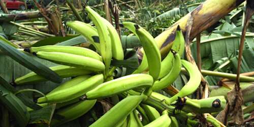 Guiño de los agricultores a detallistas para que bajen precio del plátano