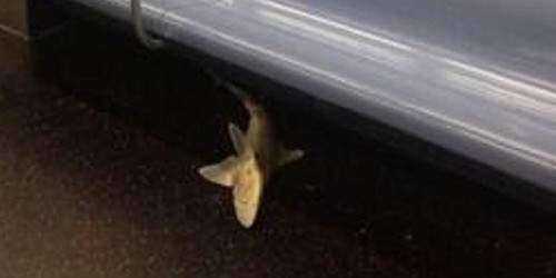 Tiburón muerto viaja en el metro de NY