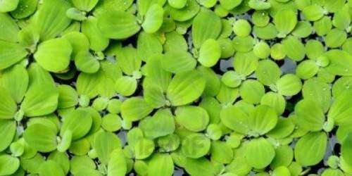 Planta exótica invade lago de Cidra y cuerpos de agua de la Isla