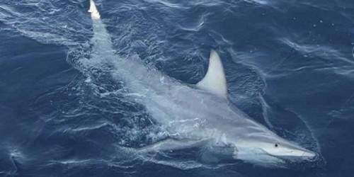 Declive de población de tiburones daña los arrecifes