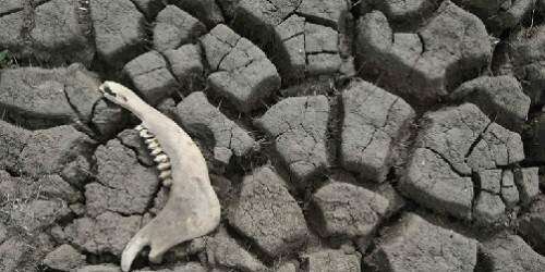 Estéril gran porción de la Tierra, según la ONU