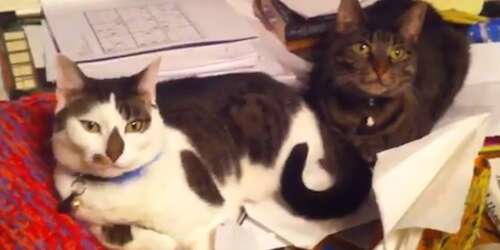 Visite el café de los gatos para una ‘miau-terapia’