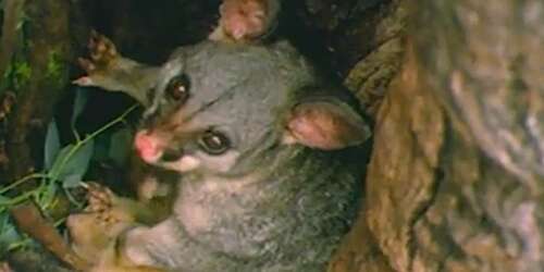 Mucho sexo mata… a los marsupiales