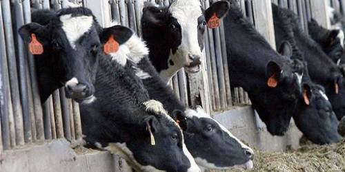 Precio de leche no aumentará, al menos por este año, según Agricultura