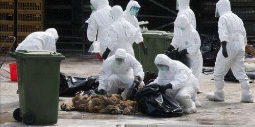 Alarma en China al revelarse una nueva cepa de gripe aviar