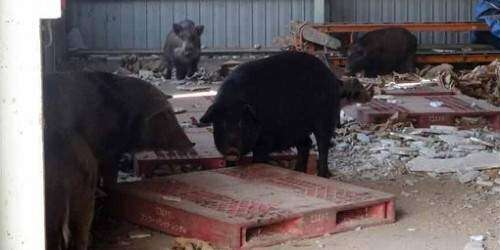 Cerdos, jabalíes y mapaches invaden pueblos abandonados por accidente de Fu
