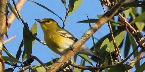 Todo listo para recibir al Julián Chiví en Adjuntas (video)