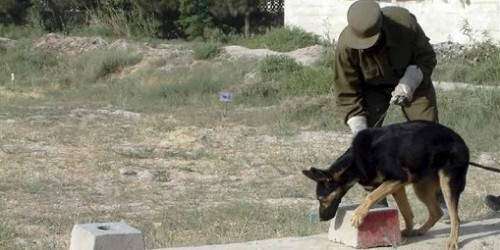 Medalla póstuma para perra heroína de guerra en Afganistán