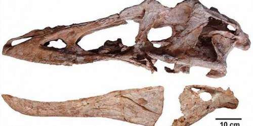 ‘Pinocho rex’, un nuevo tiranosaurio de nariz alargada