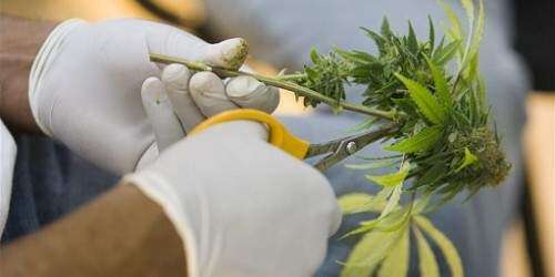 Senado de Florida aprueba uso médico de cepa marihuana baja en psicoactivo