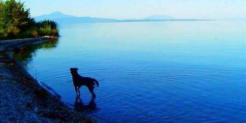 Un ausente Godard acapara Cannes con extraña crítica al totalitarismo