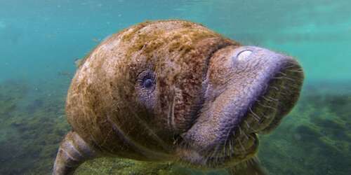 Descubren nuevos virus de transmisión sexual en manatíes