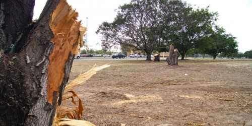 Apelativo fustiga a Ponce por ‘insólito’ proceder en tala de árboles de Fon