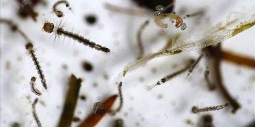 Mosquitos transgénicos para atacar al dengue y chikungunya