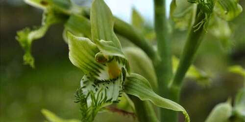 Descubren nueva especie de orquídea en Chile