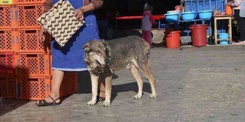 Arrestan sujeto por maltrato de animales