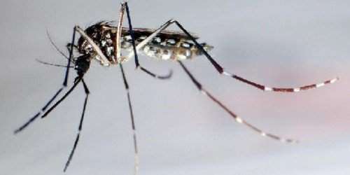 A combatir el chikungunya