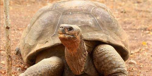 Muere Pepe, símbolo de las Islas Galápagos