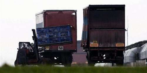 Un caso de gripe aviar en una granja de patos en Inglaterra