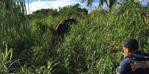 Bomberos salvan a toro de morir ahogado en quebrada