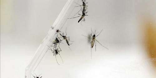 Descubierto un anticuerpo capaz de neutralizar el virus del dengue