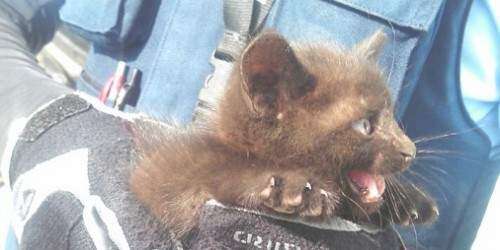 Policías rescatan gatito atrapado en motor