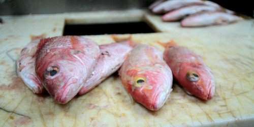 Los peces que debes evitar en Semana Santa según Salud