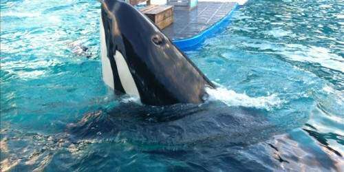 Entrenadores dejarán de nadar con Lolita en Seaquarium de Miami