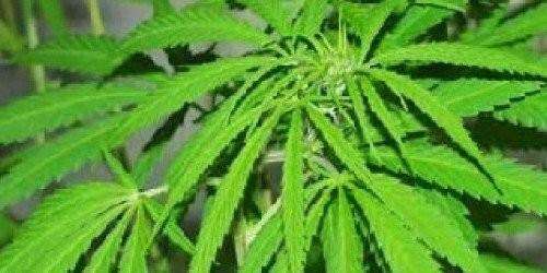 ‘Free Juana’ recomienda la yerba medicinal para la Isla