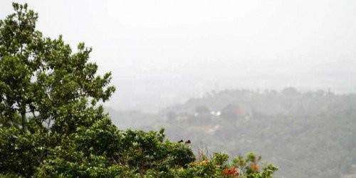 Bosque Seco de Guánica será centro de monitoreo internacional de cambios cl