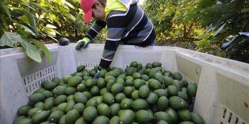 Comunidades apuestan al rescate de la agricultura