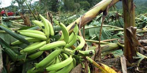 Roban 58 racimos de platanos en Yabucoa