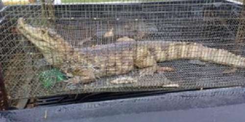 Encuentran caimán en finca de Aibonito