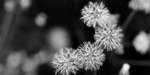 Alerta roja por esporas en Puerto Rico