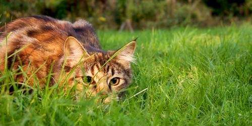 Tu gato no te necesita