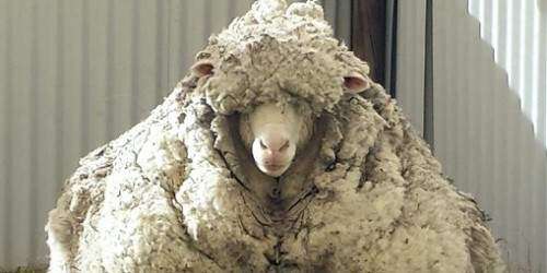 Esquilan 93 libras de lana de una oveja en Australia