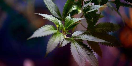 Discuten aportación económica de la marihuana más allá del consumo