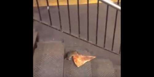 Rata se lleva pedazo de pizza en Nueva York (vídeo)