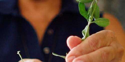 El Día de Greenpeace: una oportunidad para proteger nuestro ambiente