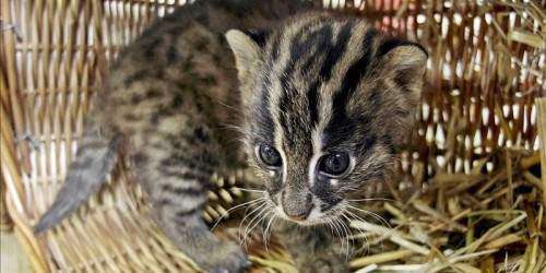 Felino en peligro de extinción hallado por primera vez en 12 años