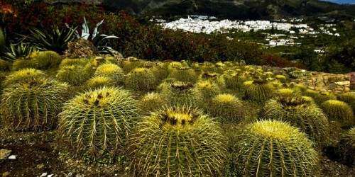 El 30% de las especies de cactus están en peligro de extinción