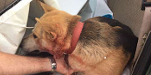 Policía rescata a perro de vía de rodaje