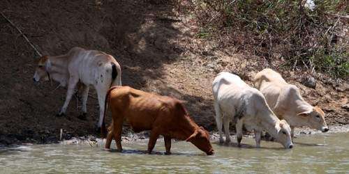 Defienden valor nutricional de la carne de res del país