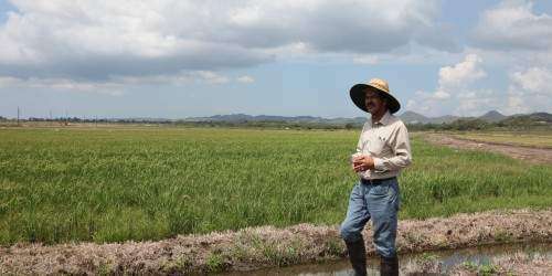 Viable para el Senado la siembra de arroz a nivel comercial