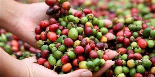 Etiqueta de café tendrá que decir si es de P.R.