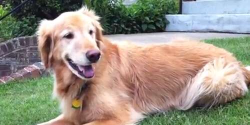 Perra muere tras ser arrastrada por su dueño