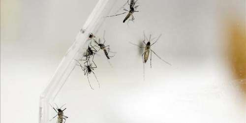 Crean trampa digital de mosquitos para prevenir enfermedades